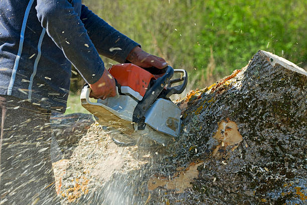 Emergency Storm Tree Removal in El Jebel, CO